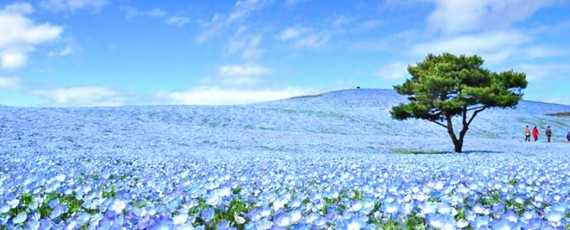 天使能量屋_花海
